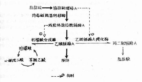 代谢酸中毒