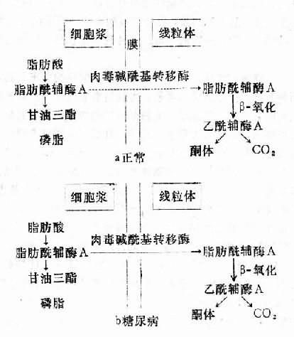 代谢酸中毒